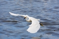 Animals-in-the-Wild;Egret;Egretta-thula;Feeding-Behavior;Flying-Bird;One;Photogr